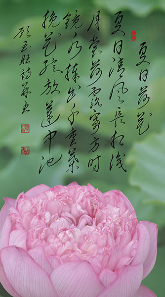 7夏日荷花.jpg