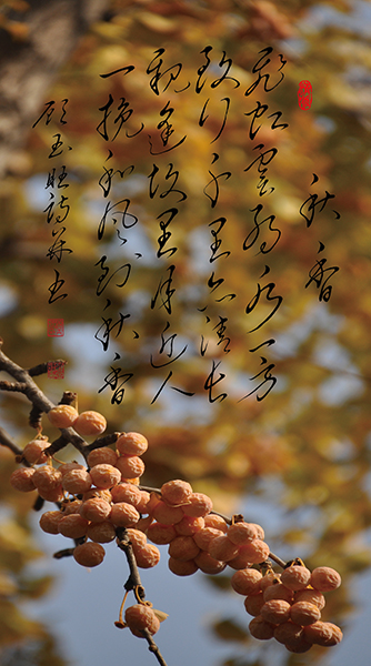 8秋香.jpg