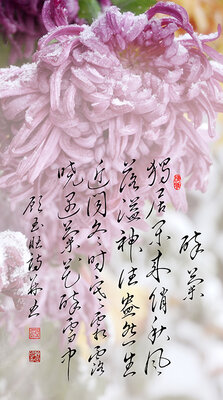 6醉菊  独居闲来俏秋风 落溢神往盎然生  行风致远流千朝 晓遇菊花醉雪中.jpg