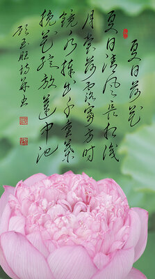10夏日荷花.jpg